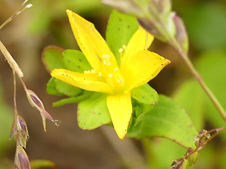 Millepertuis couché (Hypericum humifusum)