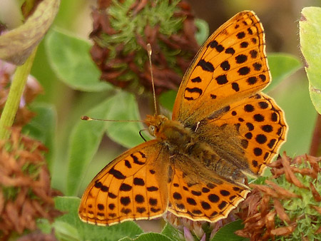 Petit Nacré (Issoria lathonia)