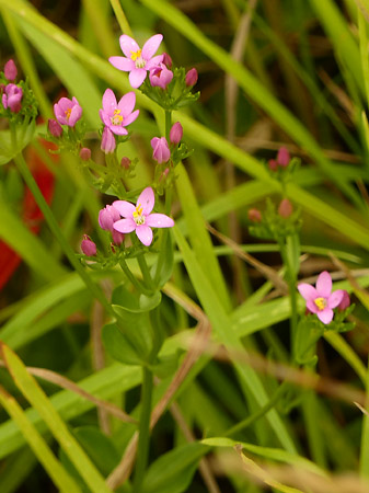 Petite centaurée commune (Centaurium erythraea)