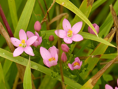 Petite centaurée commune (Centaurium erythraea)