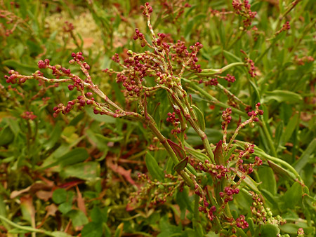 Petite oseille (Rumex acetosella)