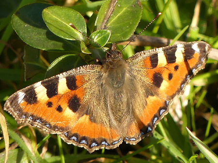 Petite tortue (Aglais urticae)