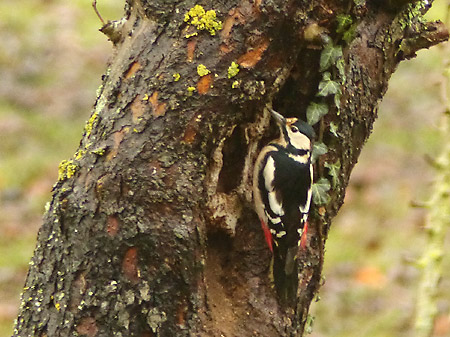 Pic épeiche (Dendrocopos major)