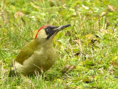 Pic vert (Picus viridis)