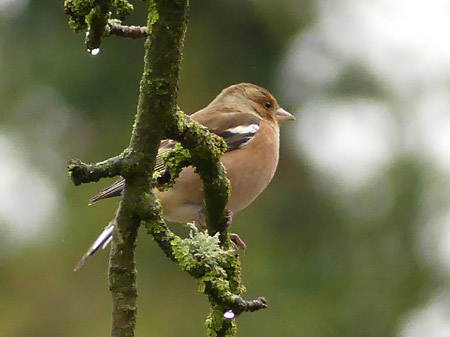 Pinson des arbres (Fringilla coelebs) mâle