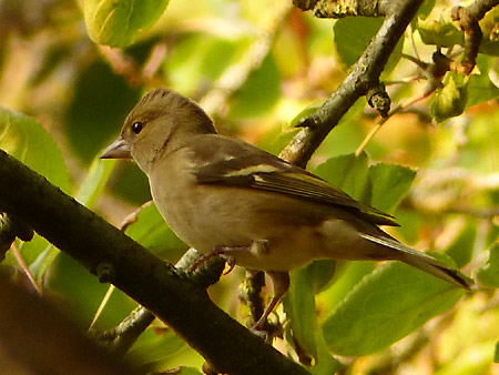 Pinson des arbres (Fringilla coelebs) femelle