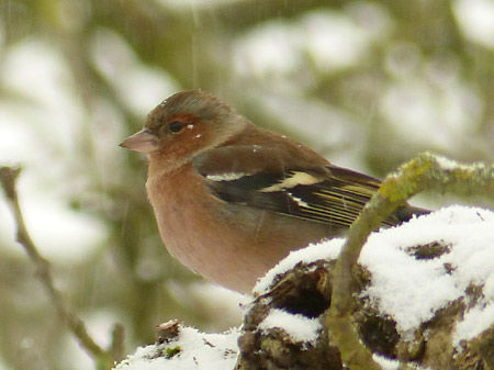 Pinson des arbres (Fringilla coelebs) mâle