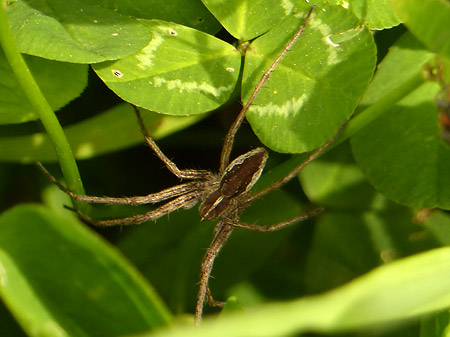 Pisaure admirable (Pisaura mirabilis)