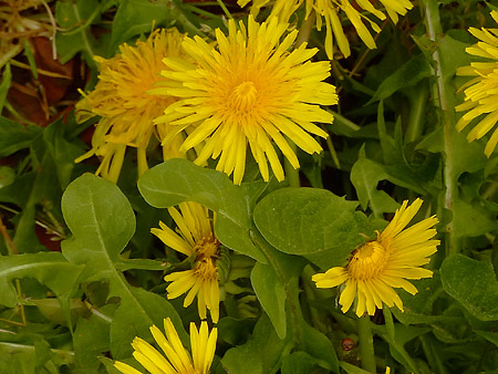 Pissenlit commun (Taraxacum officinale)