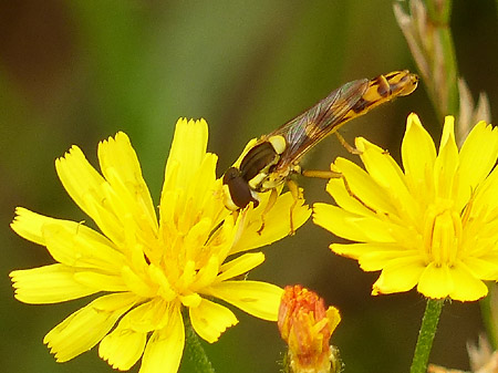 Syrphe porte-plume (Sphaerophoria scripta)