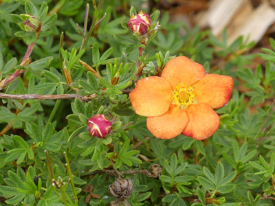 Potentille arbustive (Dasiphora fruticosa)