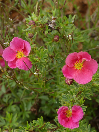 Potentille arbustive (Dasiphora fruticosa)