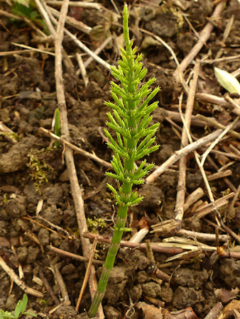 Prêle des champs (Equisetum arvense)