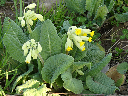 Primevère officinale (Primula veris)