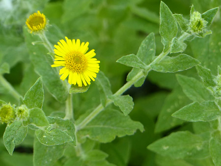 Pulicaire dysentérique (Pulicaria dysenterica)