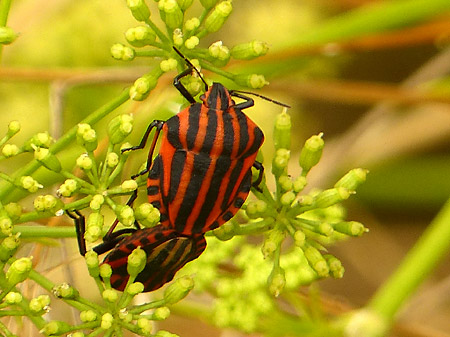 Punaise arlequin (Graphosoma italicum)