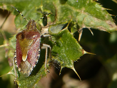 Punaise des baies (Dolycoris baccarum)