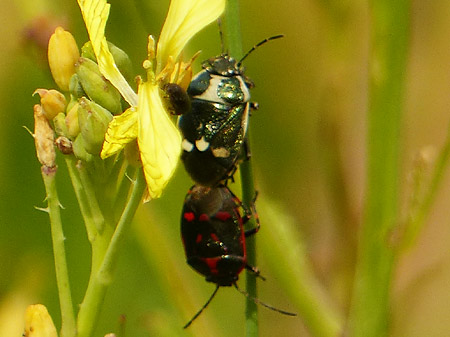 Punaise potagère (Eurydema oleracea)