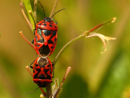 Punaise rouge du chou (Eurydema ornata)