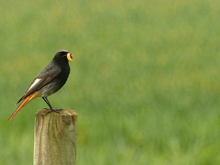 Rouge-Queue noir (Phoenicurus Ochruros)