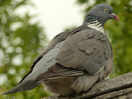 Pigeon ramier (Columba palumbus)