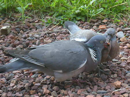 Pigeon ramier nourrissant un juvénile au sol