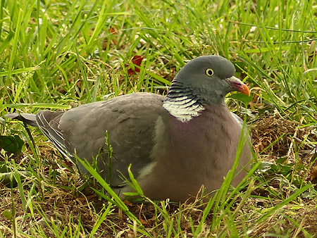 Pigeon ramier (Columba palumbus)