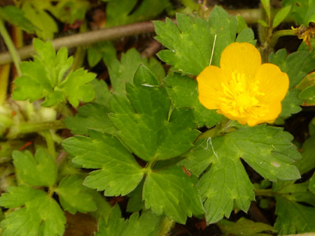 Renoncule rampante (Ranunculus repens)