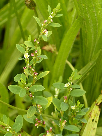 Renouée des oiseaux (Polygonum aviculare)