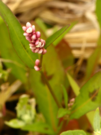 Renouée persicaire (Persicaria maculosa)