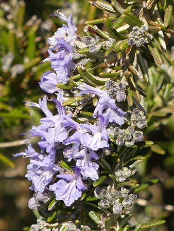 Romarin (Salvia rosmarinus)