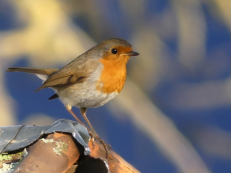 Rouge-gorge familier (Erithacus rubecula)