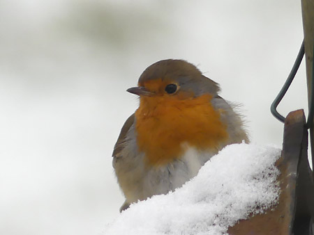 Rouge-gorge familier (Erithacus rubecula)