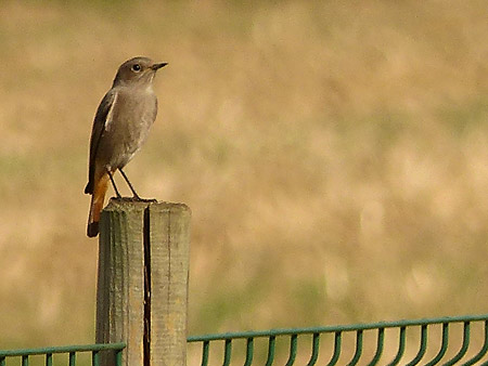 Rouge-Queue noir (Phoenicurus ochruros) femelle