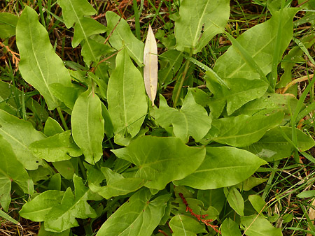 Oseille commune (Rumex acetosa)