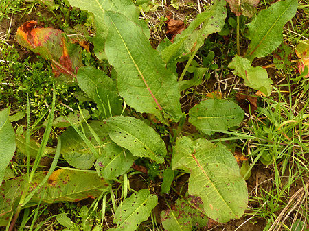 Patience à feuilles obtuses (Rumex obtusifolius)