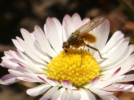 Scathophage du fumier (Scathophaga stercoraria)