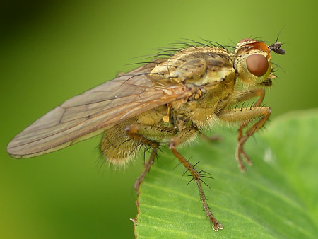 Scathophage du fumier (Scathophaga stercoraria)