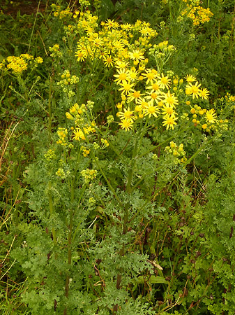 Séneçon jacobée (Jacobaea vulgaris)