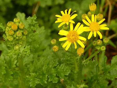 Séneçon jacobée (Jacobaea vulgaris)