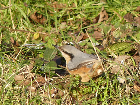 Sittelle torchepot (Sitta europaea)