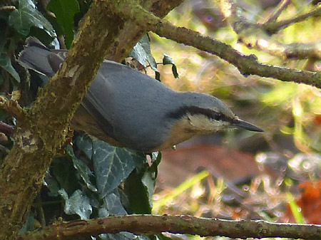 Sittelle torchepot (Sitta europaea)