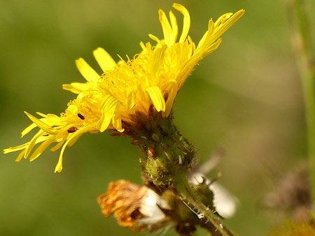 Fleur laiteron des champs (Sonchus arvensis)