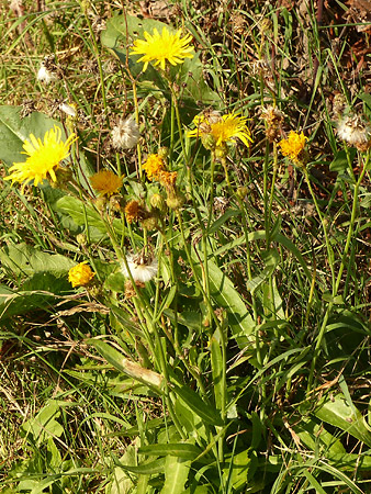 Laiteron des champs (Sonchus arvensis)