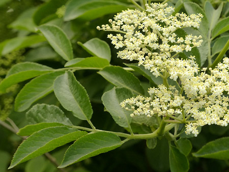 Sureau noir (Sambucus nigra)