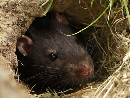 Surmulot (Ratus norvegicus)