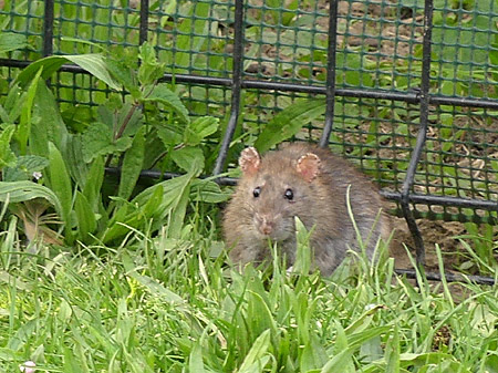 Surmulot (Ratus norvegicus)