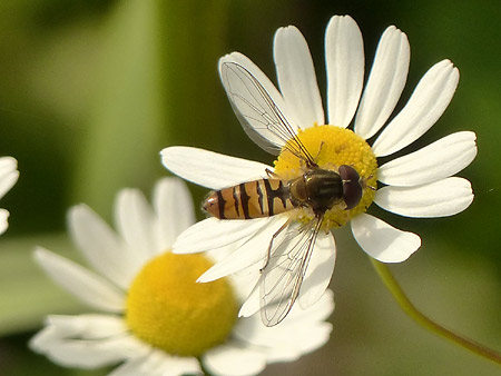 Syrphe à ceinture (Episyrphus balteatus) mâle