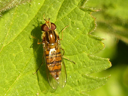 Syrphe à ceinture (Episyrphus balteatus)