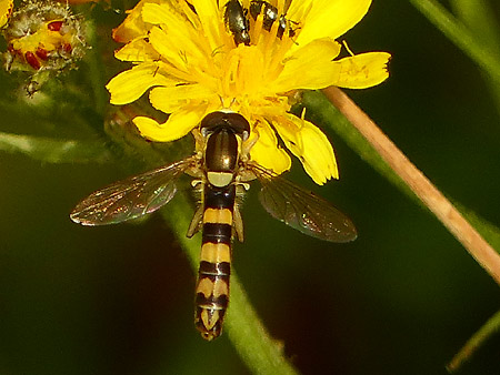 Syrphe porte-plume (Sphaerophoria scripta)